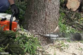 Leaf Removal in American Canyon, CA