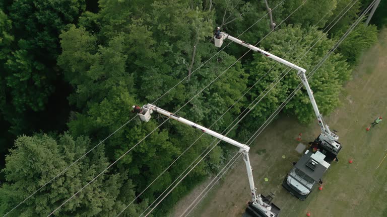 How Our Tree Care Process Works  in  American Canyon, CA