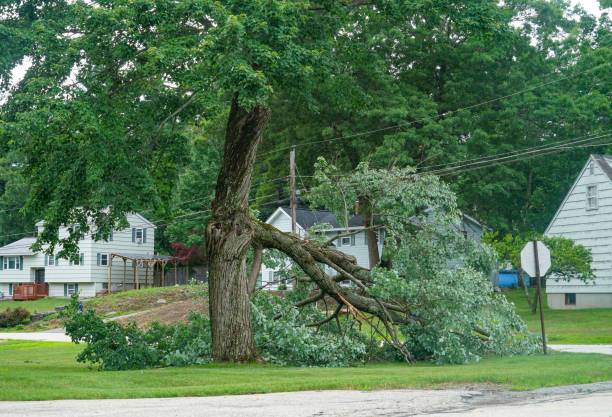 Best Hazardous Tree Removal  in Amerin Nyon, CA