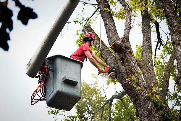 Best Tree Risk Assessment  in Amerin Nyon, CA